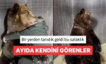 olcu-alan-veterinerin-sarildigini-zanneden-ayiyla-empati-kuran-sahislar-uzTApf2c.jpg