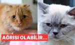 onlarin-da-minnos-bir-kalpleri-var-kedilerin-mutsuz-oldugunu-nasil-anlarsiniz-jyDkGrv1.jpg