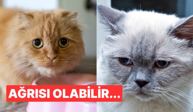 onlarin-da-minnos-bir-kalpleri-var-kedilerin-mutsuz-oldugunu-nasil-anlarsiniz-jyDkGrv1.jpg