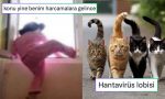 pazarci-agabeylerin-yaptigi-kombinlerden-kedilerden-olusan-hantavirus-lobisine-son-24-saatin-viral-tweetleri-8qXl2dJY.jpg
