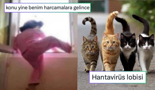 pazarci-agabeylerin-yaptigi-kombinlerden-kedilerden-olusan-hantavirus-lobisine-son-24-saatin-viral-tweetleri-8qXl2dJY.jpg