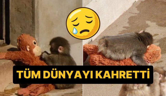 pelus-oyuncagini-bir-an-olsun-birakmayan-punch-isimli-maymun-dunyada-viral-oldu-7t3aIpee.jpg