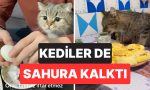 ramazan-ayinda-da-yalniz-birakmadilar-dort-ayakli-dostlarimiz-kediler-sahipleriyle-birlikte-sahura-kalkti-csWqiBLN.jpg