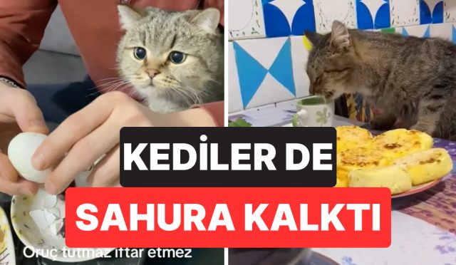 ramazan-ayinda-da-yalniz-birakmadilar-dort-ayakli-dostlarimiz-kediler-sahipleriyle-birlikte-sahura-kalkti-csWqiBLN.jpg
