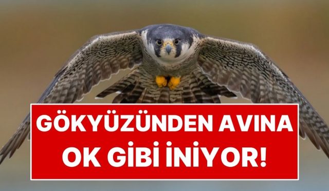 saatte-389-kilometreye-ulasiyor-gokyuzunden-avina-ok-uzere-iniyor-MDBPjKWv.jpg