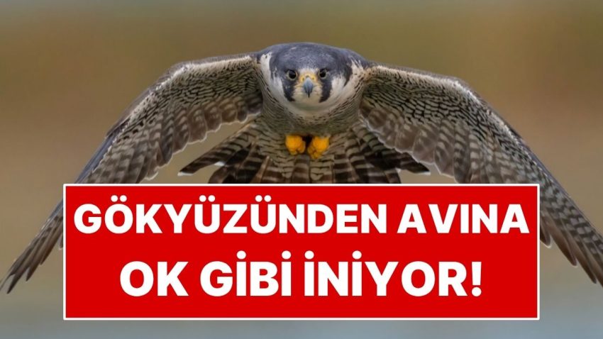 Saatte 389 Kilometreye Ulaşıyor! Gökyüzünden Avına Ok Üzere İniyor