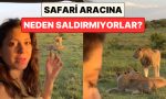 safaride-bir-aslan-ailesinin-yanindan-gecen-bayan-neden-onlara-saldirmadiklarini-anlatti-GzbkJVlY.jpg