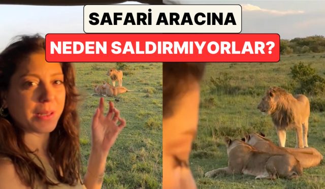 safaride-bir-aslan-ailesinin-yanindan-gecen-bayan-neden-onlara-saldirmadiklarini-anlatti-GzbkJVlY.jpg