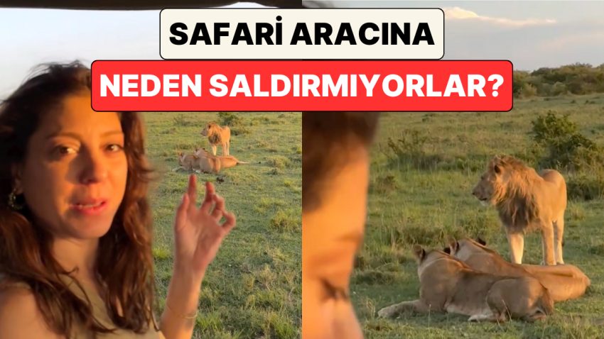 Safari’de Bir Aslan Ailesinin Yanından Geçen Bayan Neden Onlara Saldırmadıklarını Anlattı