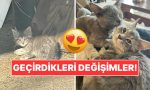 sahiplendikleri-hayvanlarin-evvelki-ve-sonraki-hallerini-paylasarak-kalp-isitan-kullanicilar-4167XF4q.jpg