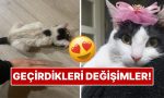 sahiplendikleri-hayvanlarin-evvelki-ve-sonraki-hallerini-paylasarak-kalp-isitan-kullanicilar-9JMjRAgS.jpg