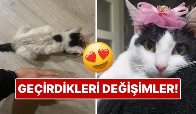 sahiplendikleri-hayvanlarin-evvelki-ve-sonraki-hallerini-paylasarak-kalp-isitan-kullanicilar-9JMjRAgS.jpg