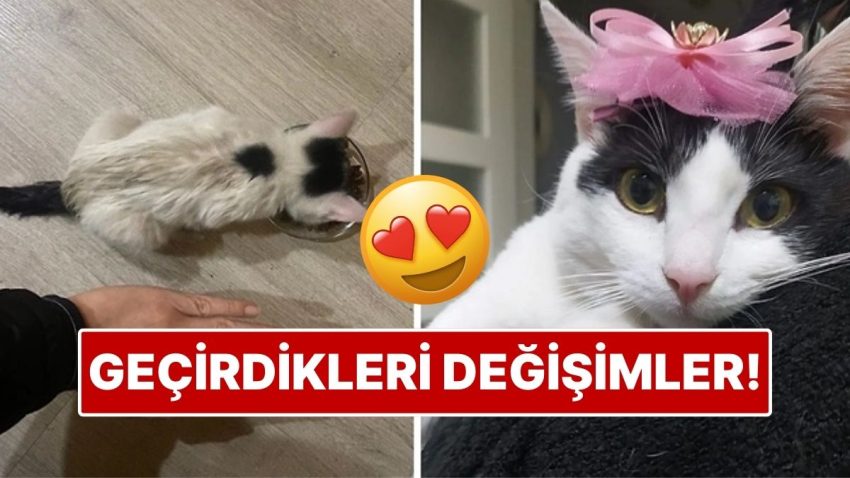 Sahiplendikleri Hayvanların Evvelki ve Sonraki Hallerini Paylaşarak Kalp Isıtan Kullanıcılar