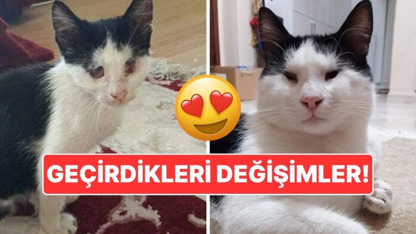 Sahiplendikleri Hayvanların Evvelki ve Sonraki Hallerini Paylaşarak Kalp Isıtan Kullanıcılar