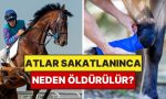 sakatlanan-atlar-neden-vefata-mahkum-edilir-WgFNmdV5.jpg