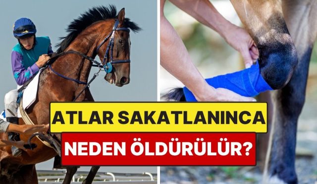 sakatlanan-atlar-neden-vefata-mahkum-edilir-WgFNmdV5.jpg