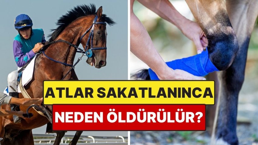 Sakatlanan Atlar Neden Vefata Mahkum Edilir?