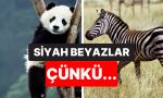 sebebi-varmis-zebralar-pandalar-ve-penguenler-neden-siyah-beyaz-2f4yfpfV.jpg