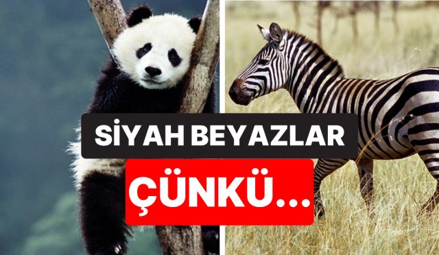 sebebi-varmis-zebralar-pandalar-ve-penguenler-neden-siyah-beyaz-2f4yfpfV.jpg