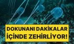 seffaf-oldugu-icin-fark-edilmiyor-fakat-dokunani-dakikalar-icinde-zehirliyor-wVqZdm19.jpg