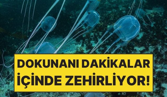 seffaf-oldugu-icin-fark-edilmiyor-fakat-dokunani-dakikalar-icinde-zehirliyor-wVqZdm19.jpg