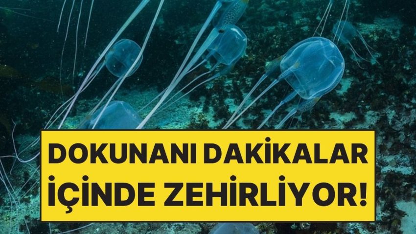 Şeffaf Olduğu İçin Fark Edilmiyor Fakat Dokunanı Dakikalar İçinde Zehirliyor