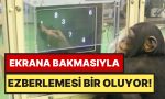 sempanze-ayumu-hafiza-testinde-universitelileri-solladi-200-milisaniyede-sayilari-ezberliyor-VwAbl3lv.jpg