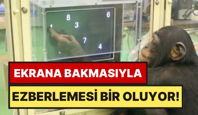 sempanze-ayumu-hafiza-testinde-universitelileri-solladi-200-milisaniyede-sayilari-ezberliyor-VwAbl3lv.jpg