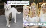 skolyozu-olan-balinaya-yuzme-tavsiye-edenden-salcasiz-pasaporta-son-24-saatin-viral-tweetleri-tfGClPvq.jpg