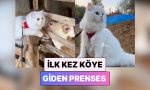 tam-bir-prenses-hayatinda-birinci-defa-koye-giden-kedinin-tatli-saskinligi-DE9NNPH9.jpg