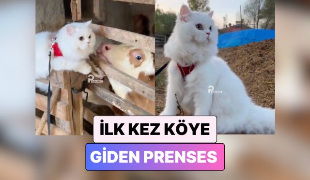 tam-bir-prenses-hayatinda-birinci-defa-koye-giden-kedinin-tatli-saskinligi-DE9NNPH9.jpg