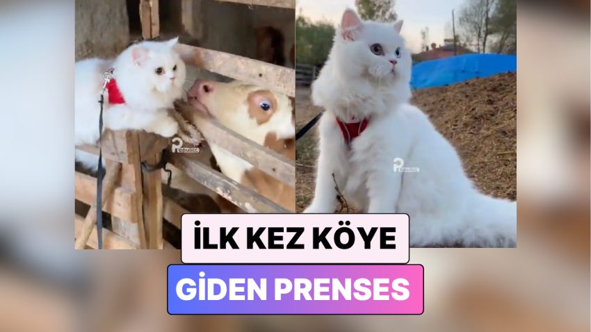 Tam Bir Prenses: Hayatında Birinci Defa Köye Giden Kedinin Tatlı Şaşkınlığı