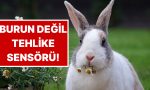 tavsanlarin-burnu-neden-daima-hareket-ediyor-2np2dm6i.jpg