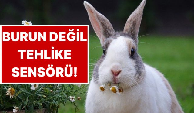 tavsanlarin-burnu-neden-daima-hareket-ediyor-2np2dm6i.jpg
