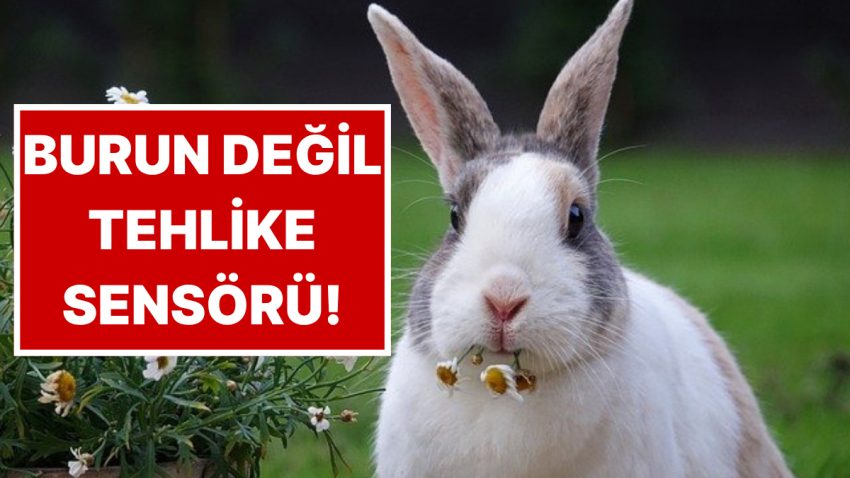 Tavşanların Burnu Neden Daima Hareket Ediyor?
