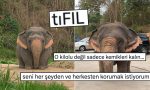 tiknaz-oldugu-icin-obur-filler-tarafindan-zorbalandigi-soylenen-fil-viral-oldu-3lGMz7XW.jpg