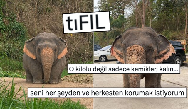 tiknaz-oldugu-icin-obur-filler-tarafindan-zorbalandigi-soylenen-fil-viral-oldu-3lGMz7XW.jpg