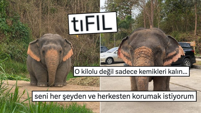 Tıknaz Olduğu İçin Öbür Filler Tarafından Zorbalandığı Söylenen Fil, Viral Oldu!