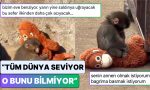 tum-dunyanin-yuregini-daglayan-maymun-puncha-olan-hislerini-lisana-getiren-toplumsal-medya-kullancilari-jKpCO194.jpg