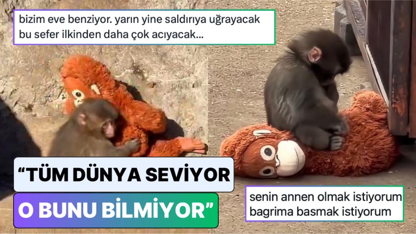 Tüm Dünyanın Yüreğini Dağlayan Maymun Punch’a Olan Hislerini Lisana Getiren Toplumsal Medya Kullancıları