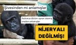 turkiyede-kalacak-yavru-goril-zeytinin-nijeryali-olmadigi-ortaya-cikinca-goygoyu-eksik-kalmadi-sSjSBWRr.jpg