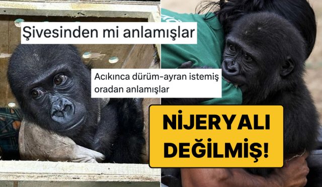 turkiyede-kalacak-yavru-goril-zeytinin-nijeryali-olmadigi-ortaya-cikinca-goygoyu-eksik-kalmadi-sSjSBWRr.jpg