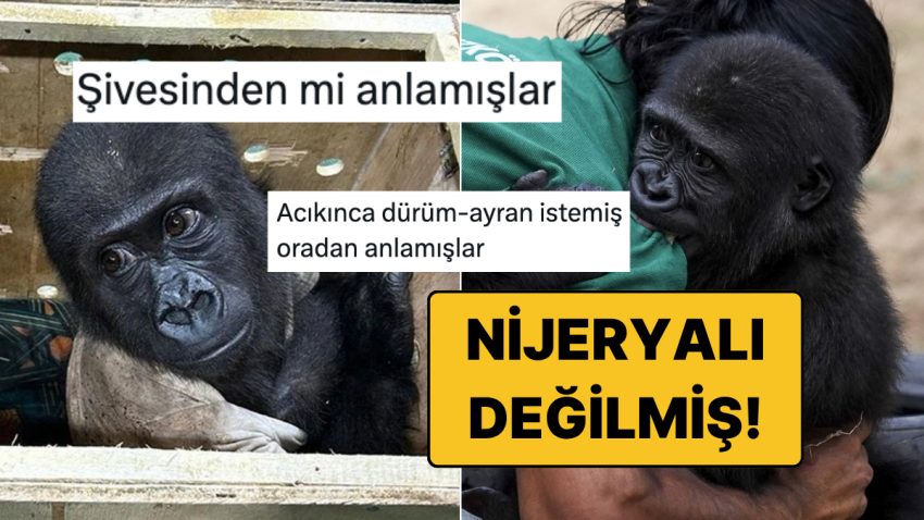 Türkiye’de Kalacak: Yavru Goril Zeytin’in Nijeryalı Olmadığı Ortaya Çıkınca Goygoyu Eksik Kalmadı!