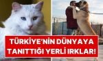 turkiyenin-dunyaya-tanittigi-yerli-kedi-ve-kopek-irklari-qyjALgna.jpg
