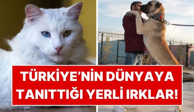 turkiyenin-dunyaya-tanittigi-yerli-kedi-ve-kopek-irklari-qyjALgna.jpg