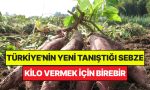 turkiyenin-yeni-tanistigi-zerzevat-dunyada-super-besin-ilan-edildi-kilo-vermek-icin-birebir-rDdI72Ab.jpg
