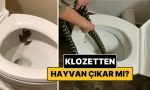 tuvaletinizden-cikabilecek-5-hayvan-zfzfCsey.jpg
