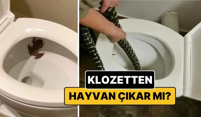 tuvaletinizden-cikabilecek-5-hayvan-zfzfCsey.jpg