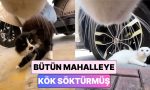 uzerine-kamera-takilan-kedinin-sokaktaki-tum-kedilere-kok-sokturdugu-anlar-7O96VPdN.jpg