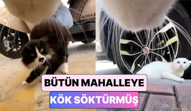 uzerine-kamera-takilan-kedinin-sokaktaki-tum-kedilere-kok-sokturdugu-anlar-7O96VPdN.jpg